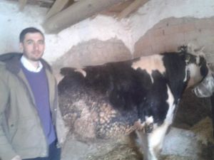Bir Bardak Süt İçince Bir Daha Düşünün