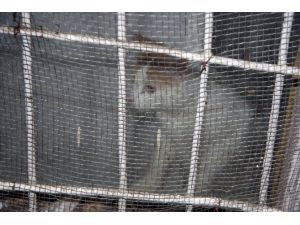 15 Gün Boyunca Evde Aç Kalan Kedi Operasyonla Kurtarıldı