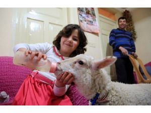 Milas’ta Lösemiye Karşı Hayvan Terapisi
