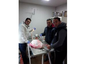 Yaralı Flamingoya Belediye Şefkati