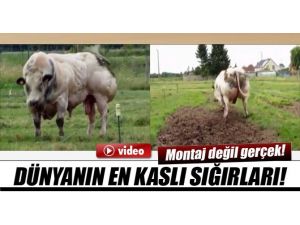 Dünyanın En Kaslı Sığırları