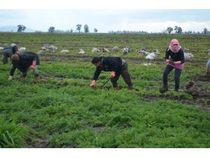 Hatay’da Havuç Hasadı Sancılı Başladı