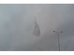 Kuşların Gökyüzündeki Muhteşem Dansı