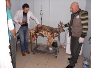 Köpekler Tarafından Yaralanan Karaca Tedavi Altına Alındı