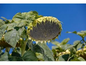 May Tohum Ayçiçeği İhracat Portföyünü Büyütmeye Devam Ediyor