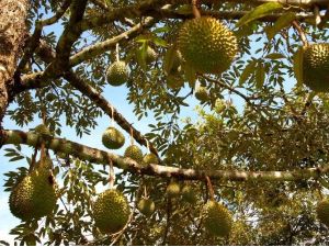 Başbakan Davutoğlu’nun En Çok Sevdiği Meyve