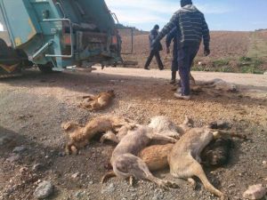 Yenişehir’deki Köpek Katliamı