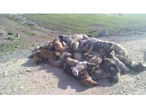 Köpek Katliamı !