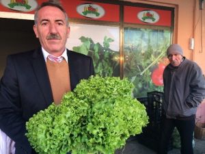 Manav Tezgahından Siyasete