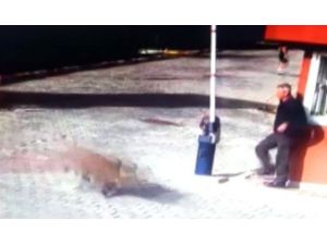 Lüks Siteyi Domuz Sürüsü Bastı