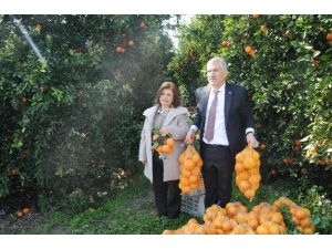 Adana’da Vatandaşa 500 Ton Portakal Dağıtılıyor