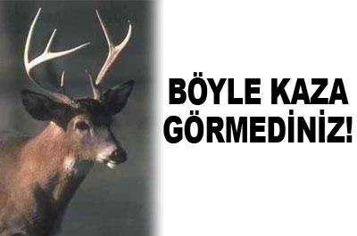 Geyik, 4 kişiyi yaraladı