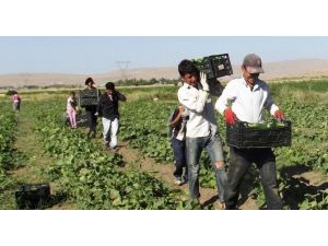 Çiftçiye Destek Ödemesi Ne Zaman Yapılacak?