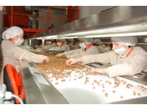 Fındık Sektöründe Acı Tablo