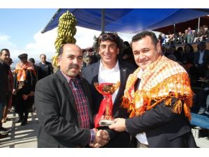 Altın Muz Deve Güreşleri Festivali
