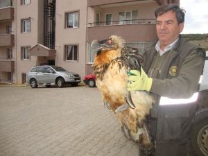 Bilecik’de Yaralı Halde Bulunan ‘Sakallı Akbaba’ Koruma Altına Alındı