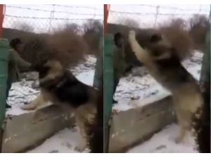 Aslan Değil Köpek