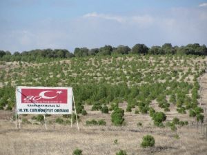 2014 Yılında Hatıra Ormanı Geleneğinde Bir Rekora İmza Atıldı