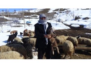 Kato Dağında Artık Kuzu Sesleri Yankılanıyor