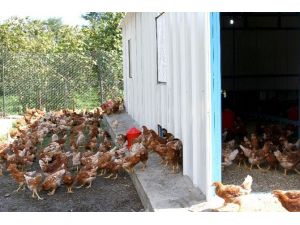 ‘Yumurta Tavukçuluğu’na Büyük İlgi