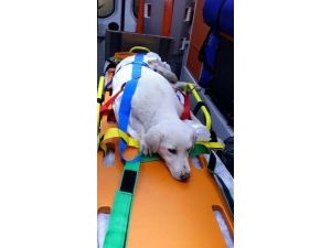 Yaralı Köpek Ambulansla Veterinere Götürüldü