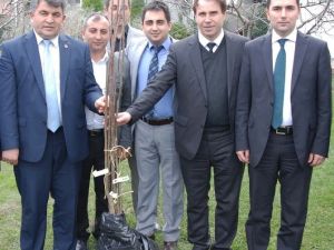 Kardelen Büyükorhanlı Çiftçilere Kestane Fidanı Dağıtacak