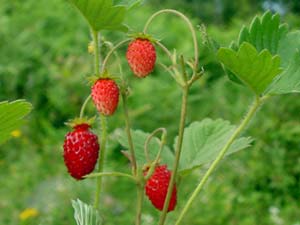 Meyveciliği Geliştirme Projesi