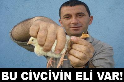 Bu civcivin eli var! 