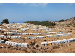 Arılar Ayılara Karşı Sigortalandı