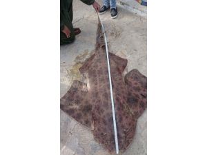 Gökova Körfezinde İlk Defa Görüldü, O Da Ölü Bulundu