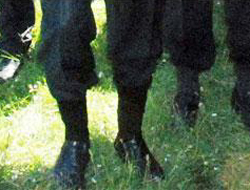 Protokolün kene önlemi 