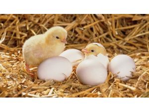 Ordu’da Yumurta Tavukçuluğuna Büyük İlgi