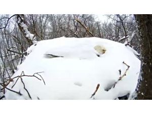 Yumurtalarını Sıcak Tutmak İsteyen Kartalın Kar Altındaki Mücadelesi