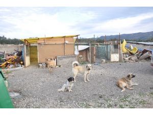 Belediye Hayvan Barınağı Ölü Köpeklerle Dolu
