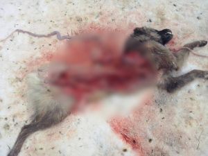 Aç Kurtlar Köpeği Yediler