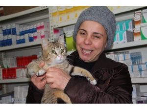 Kedilerin En Özel Ayı Martta Kediler İçin Önlem Alınmalı