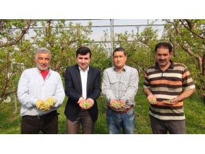 (Özel Haber) İlk Kayısı Çağlası Hasadı Silifke’de