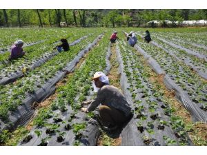 Doğu Karadeniz’de Tarım İstihdamı Düştü