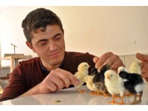 Buzdolabından Kuluçka Makinesi Yaptı