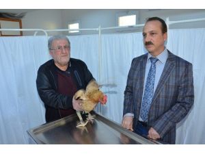 İki Hayvan Ameliyatla Sağlığına Kavuşturuldu