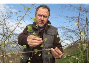 Fındıkta Yine Don Tehlikesi Var Mı ?