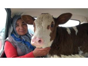 Sarıkız Otomobilde Yolculuk Yaptı
