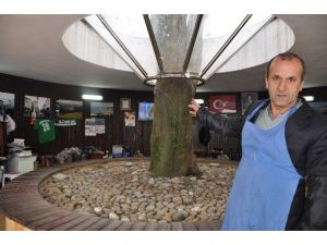 Her Şey Ağaç Kesilmesin Diye Yapıldı