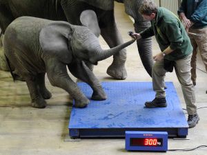 Almanyada İlginç Sayım