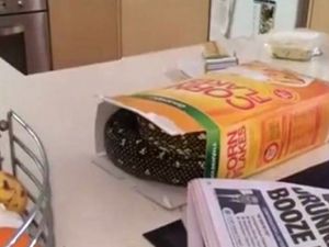 Mısır Gevreği Kutusunda Öyle Bir Şey Çıktı Ki !