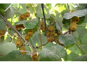 Potasyumlu Gübre, Kivi Verimini Arttırıyor