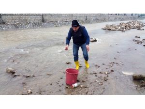 Asar Deresindeki Ölü Balıklar Vatandaşları Tedirgin Etti