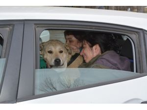 Bitlis’teki Yaralı Köpeği Alman Aile Sahiplendi