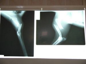 Otomobilin Ezdiği Köpek Vatandaşlar Sayesinde Hayata Tutundu