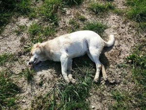 Urla’da Kedi Ve Köpek Katliamı